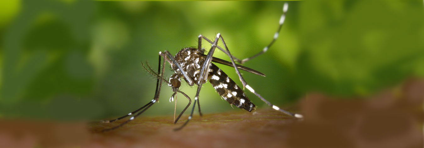 Dịch vụ diệt muỗi tận gốc tại Thanh Hóa